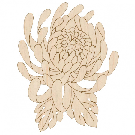 Хризантема